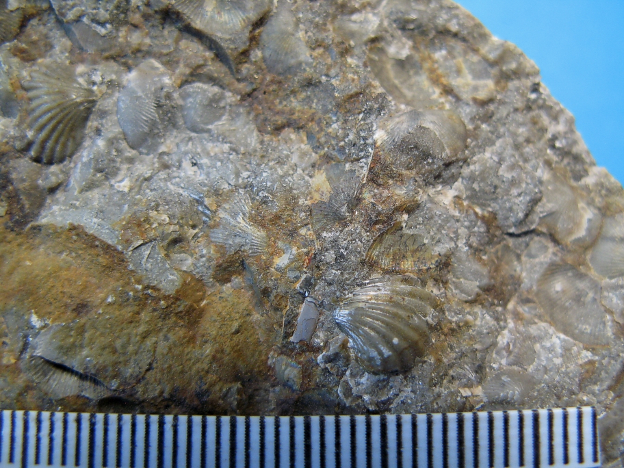 Nærbillede af Microsphaeridiorhynchus nucula