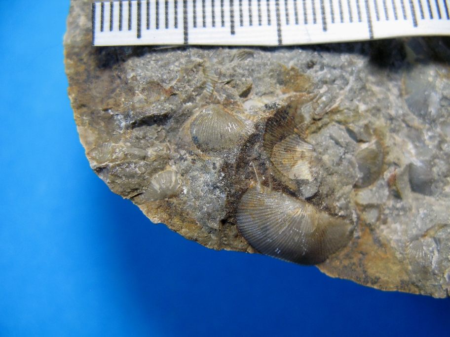 Nærbillede af Protochonetes striatellus