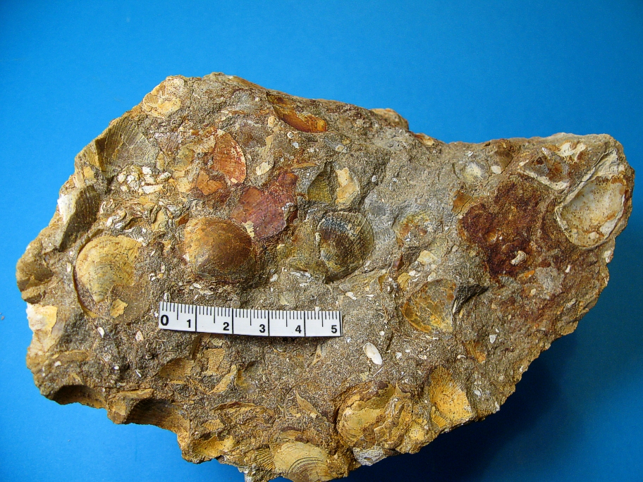 Wealden kalksandsten med muslingeskaller af Pecten