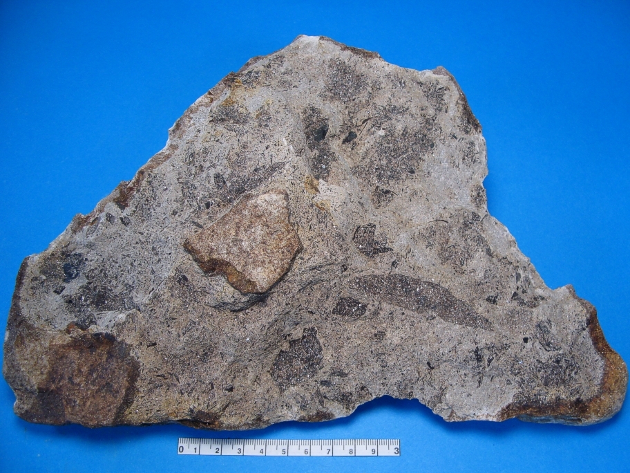 Sandsten med lancetformede blade