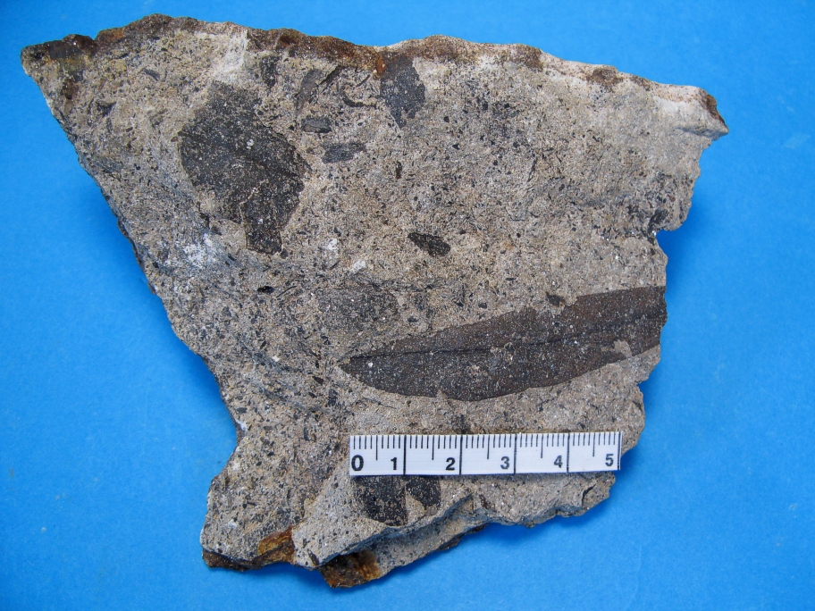 Nærbillede af lancetformede blade