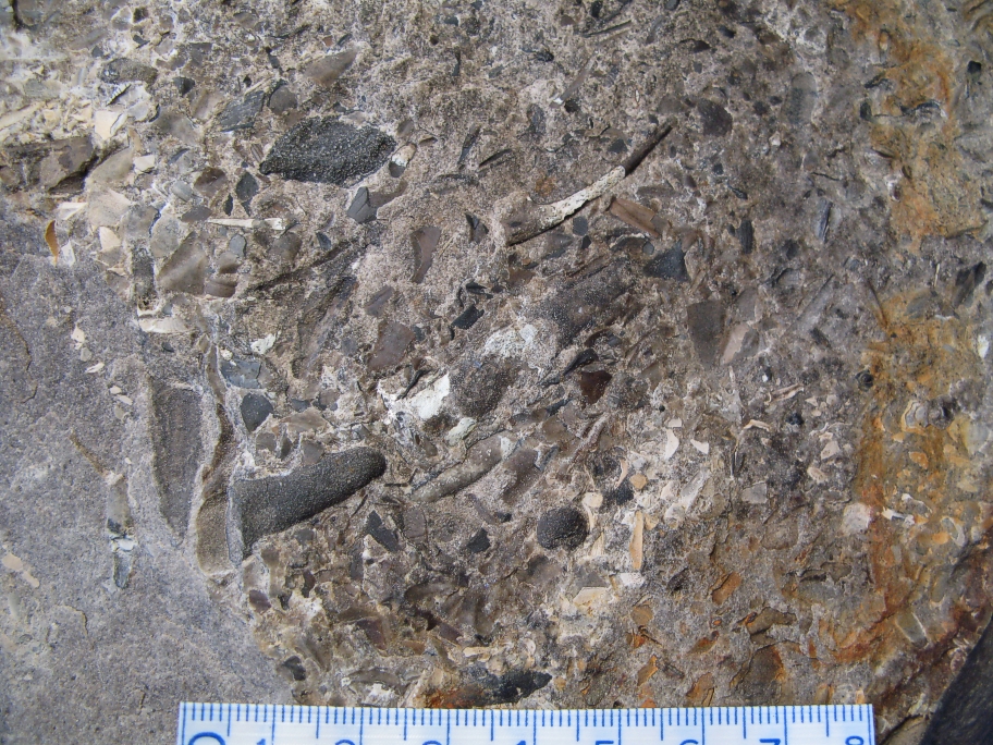Trilobitrester af Paradoxides paradoxissimus