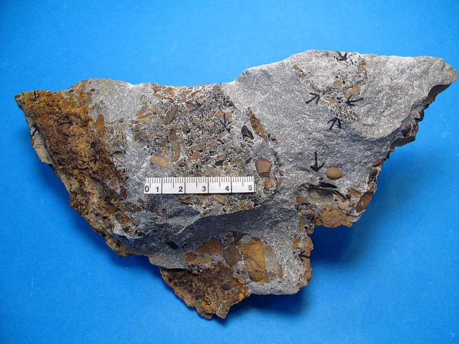 Fragment af Wealden sandsten