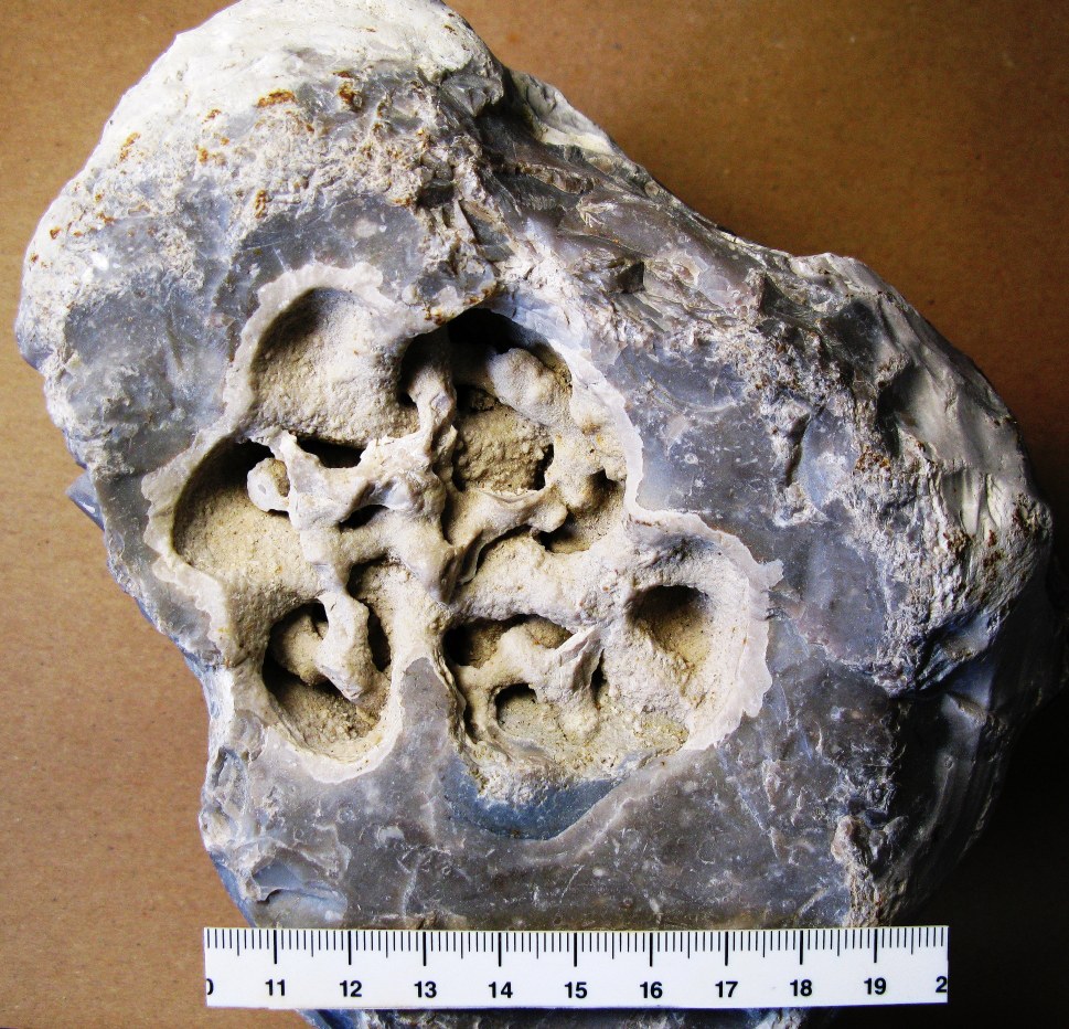 Flint med gravegang Thalassinoides
