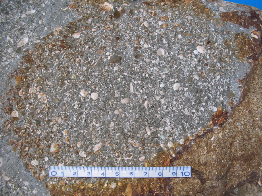 Nærbillede af Lellinge Grønsand med snegle, muslinger, bryozoer