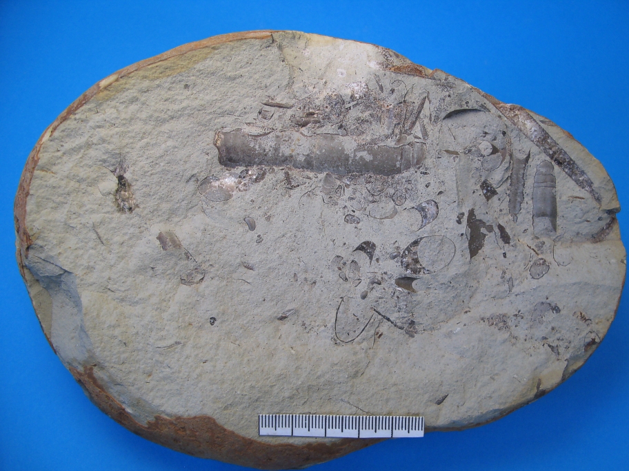 Kalksiltsten med Orthoceras gregarium