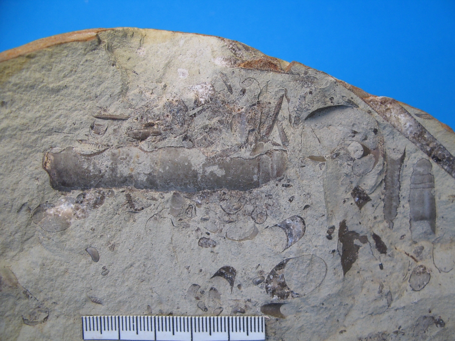 Nærbillede af Orthoceras gregarium