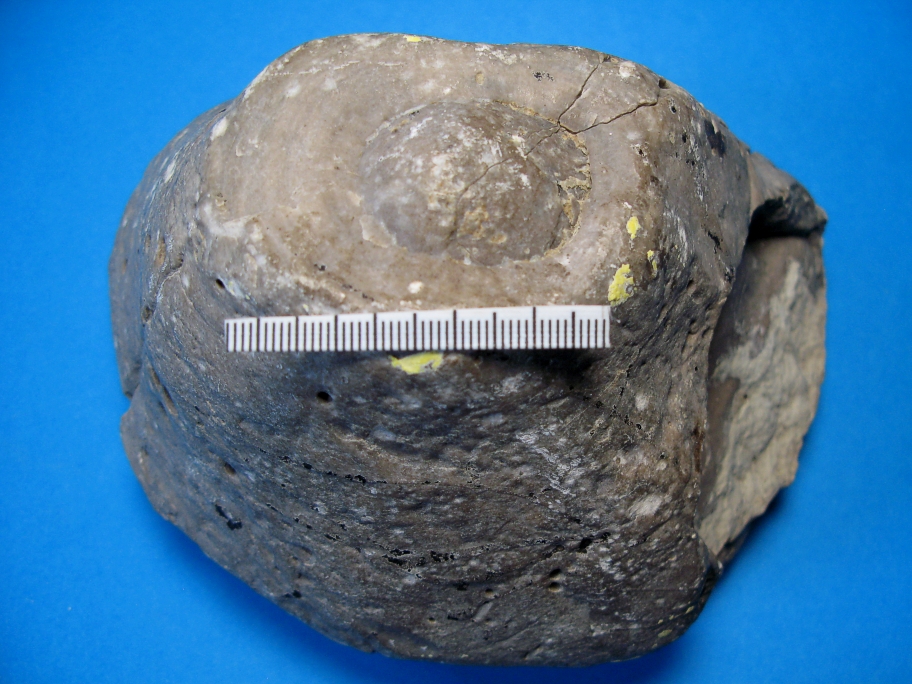 Stromatopora set fra oven