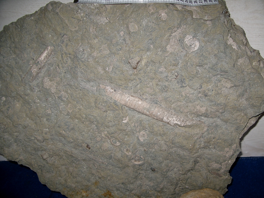 Orthoceras