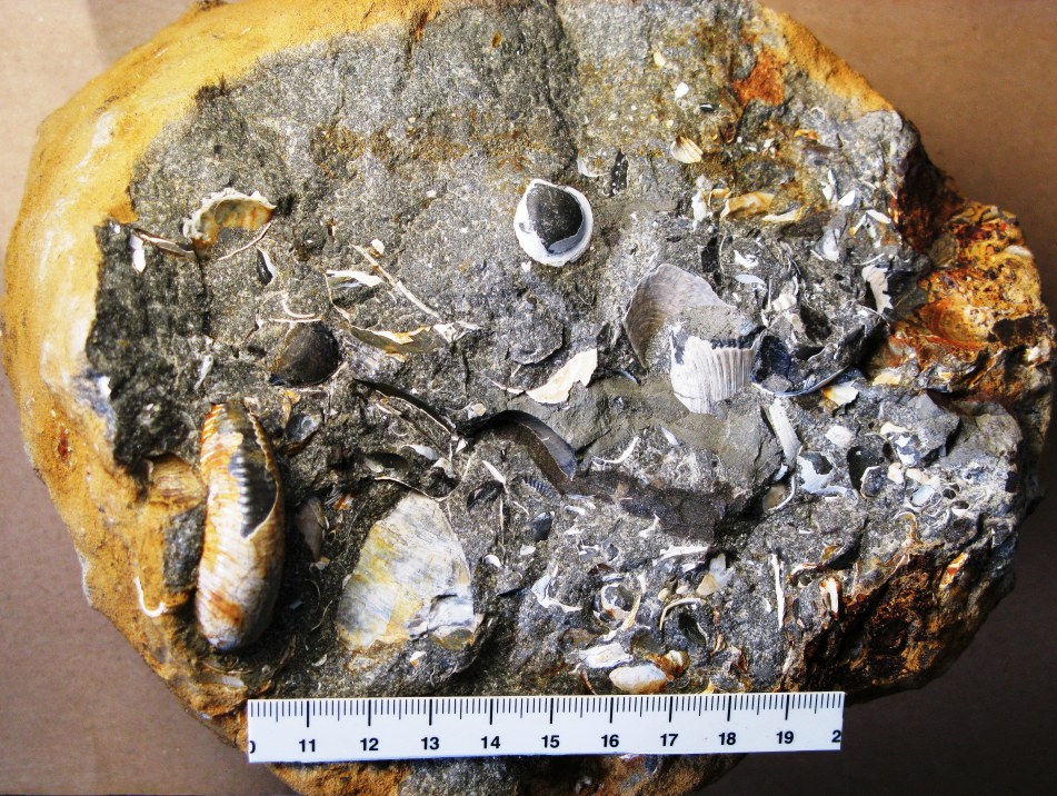 Kalksandsten med Kosmoceras