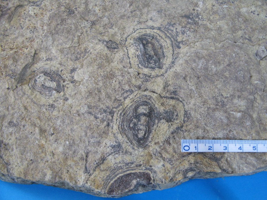 Monocraterion tentaculatum