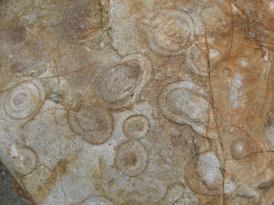 Nærbillede af Monocraterion tentaculatum