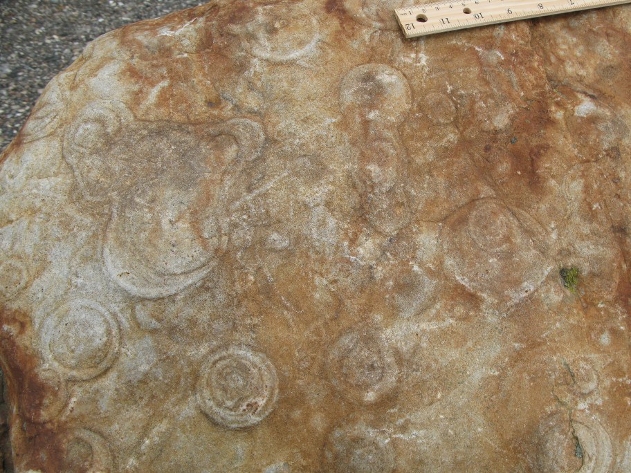 Nærbillede af Monocraterion tentaculatum