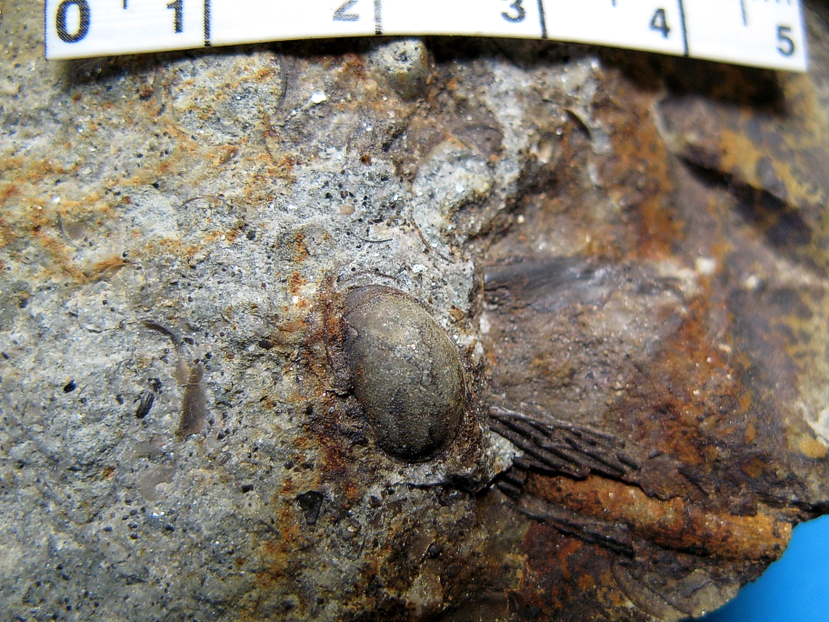 Nærbillede af ostracode