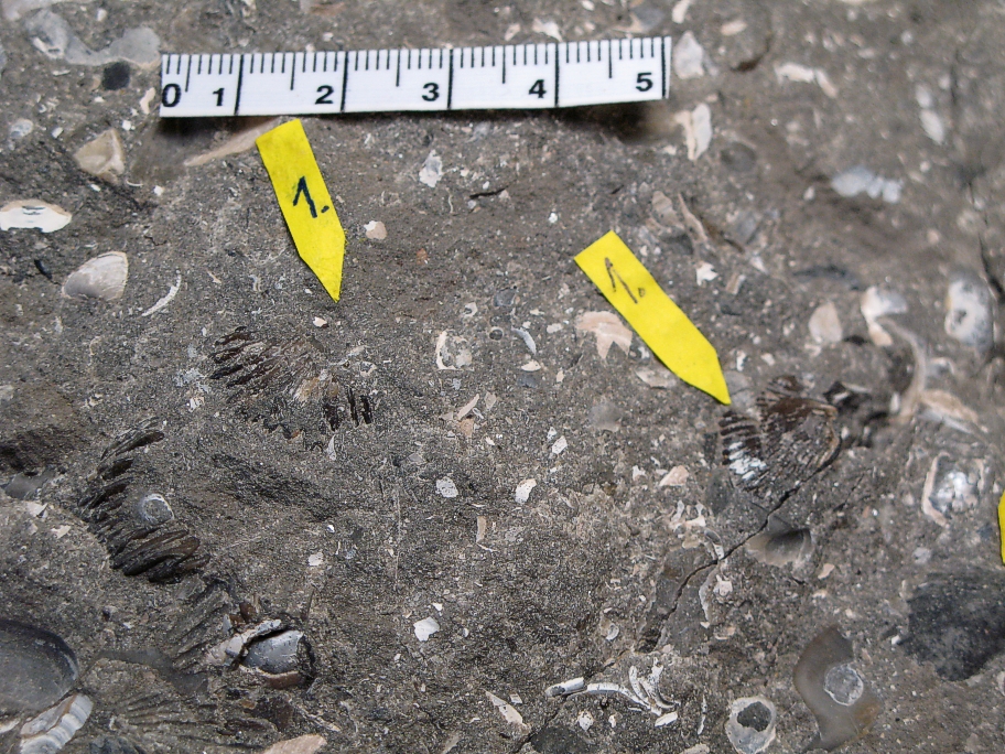 Rhynchonella varians