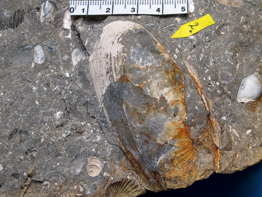 Pleuromya