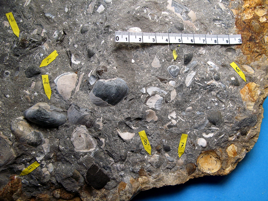 Pterja (Oxytoma) cf. inaequalis