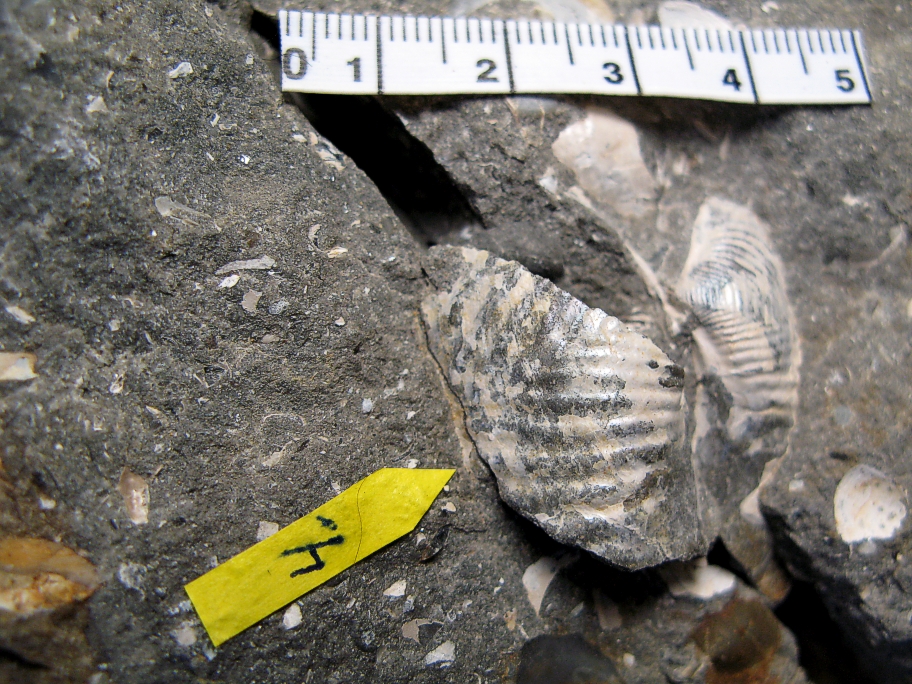 Goniomya v-scripta