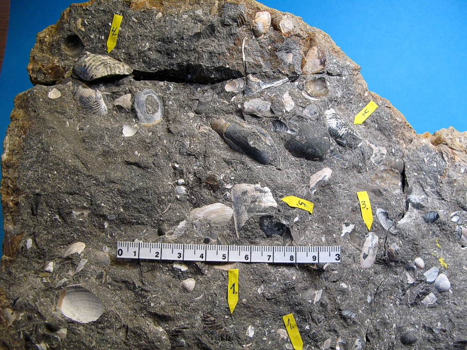 Rhynchonella varians