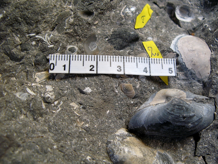 Pleuromya