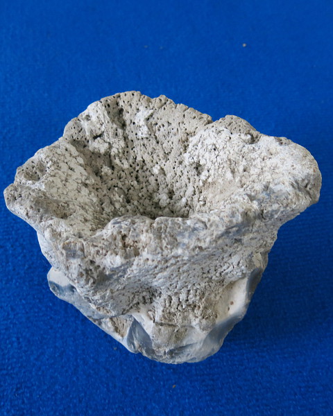 Svampen Ventriculites set fra oven