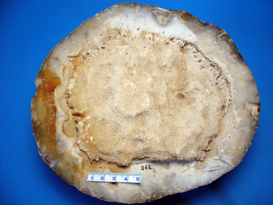 Kugleflint med bryozoer
