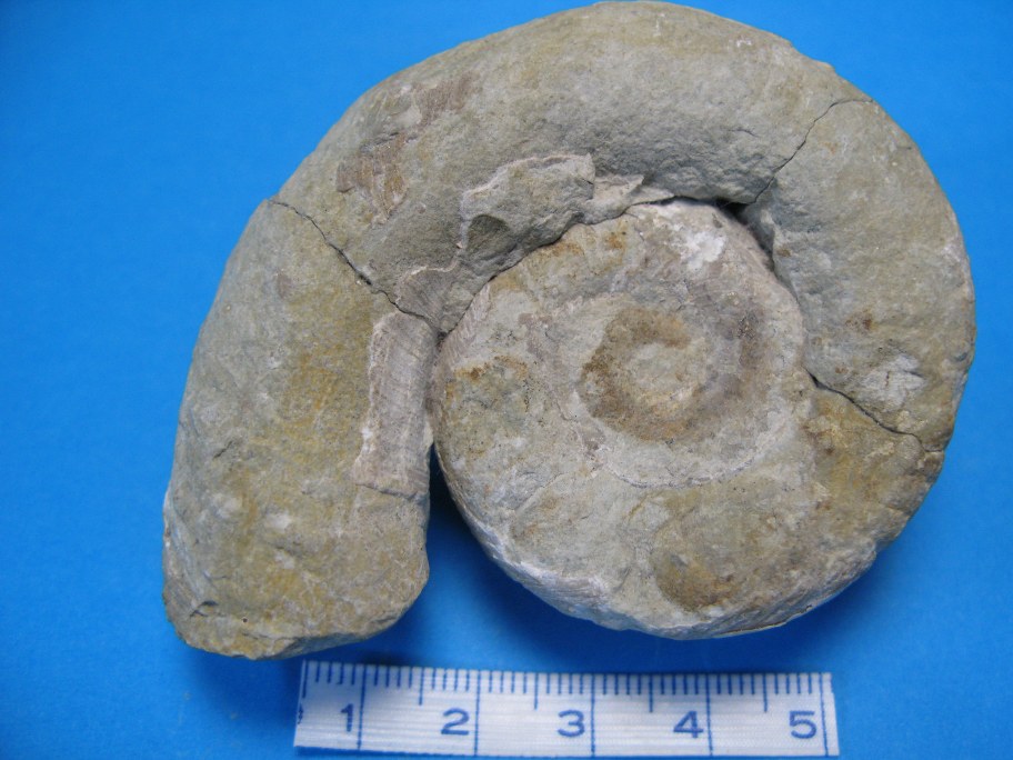 Estgonioceras