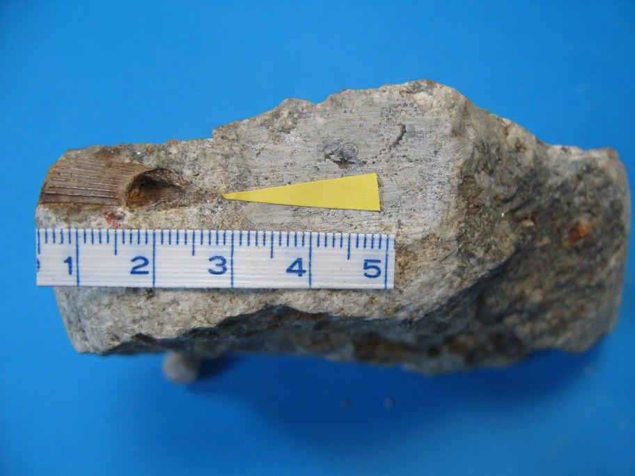 Beyrichia Kalk med Climatius curvatus