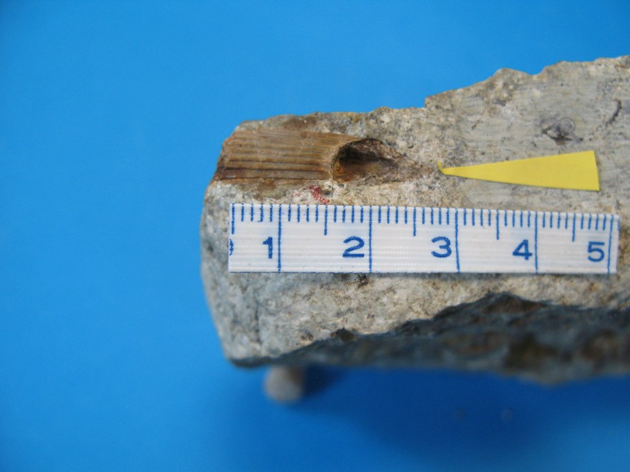 Nærbillede af Climatius curvatus