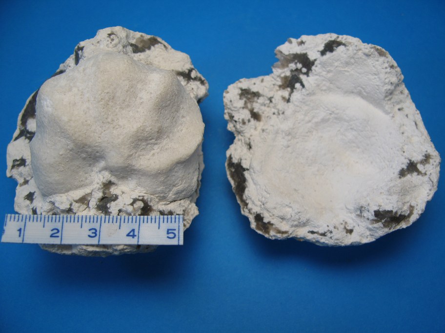 Flint med svamp Hallinhoa