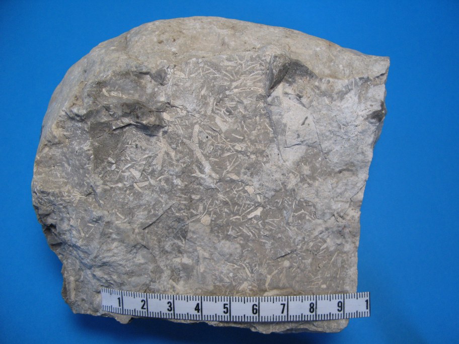Forkislet Kalksten med bryozoer
