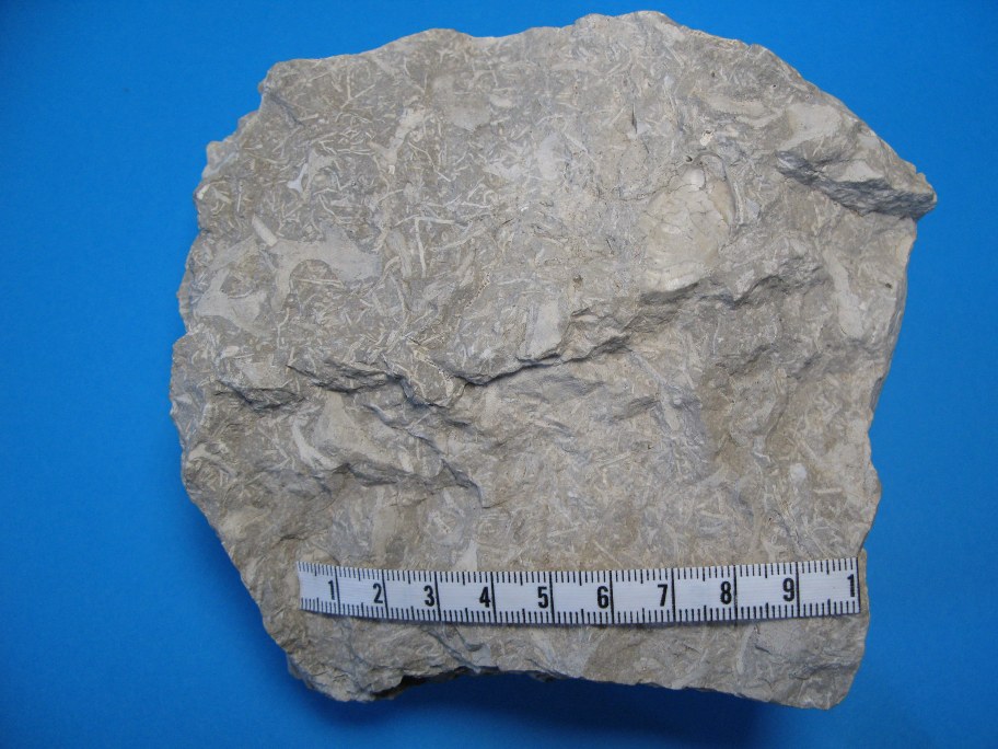 Modsat side af forkislet Kalksten med bryozoer