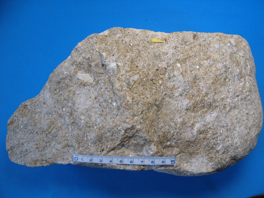 Echinoderm-konglomerat og Slamkalk med hajtand