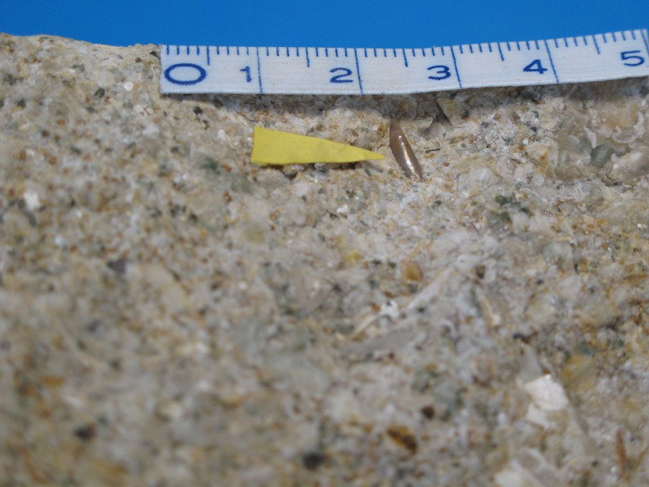 Nærbillede af Echinoderm-konglomerat og Slamkalk