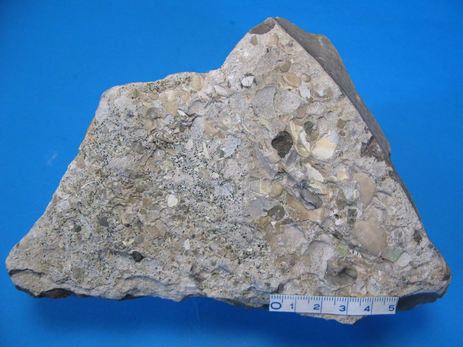 Flint med lag af echinodermkonglomerat