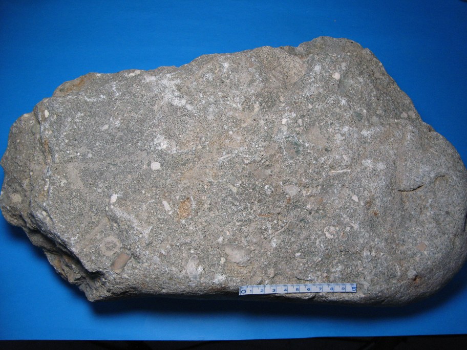 Echinoderm-konglomerat med echinodermrester