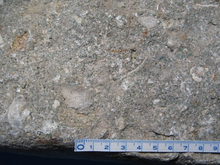 Nærbillede af Echinoderm-konglomerat