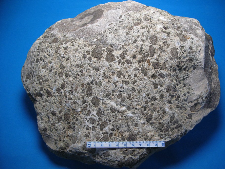 Echinoderm-konglomerat med fosforritknolde