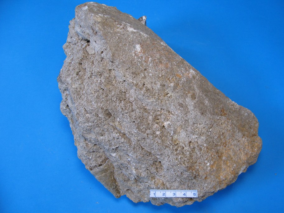 Revkalk med Cystiphyllum