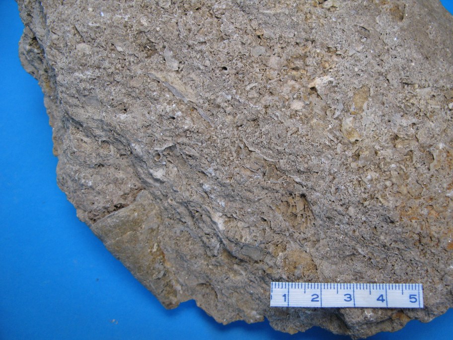 Nærbillede af Cystiphyllum