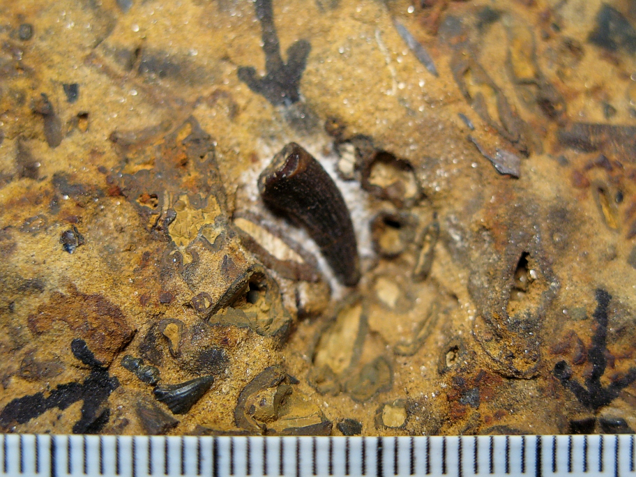 Nærbillede af plesiosaurtand og en hypodont hajtand