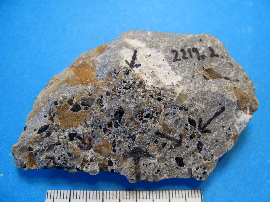 Fragment af Wealden sandsten