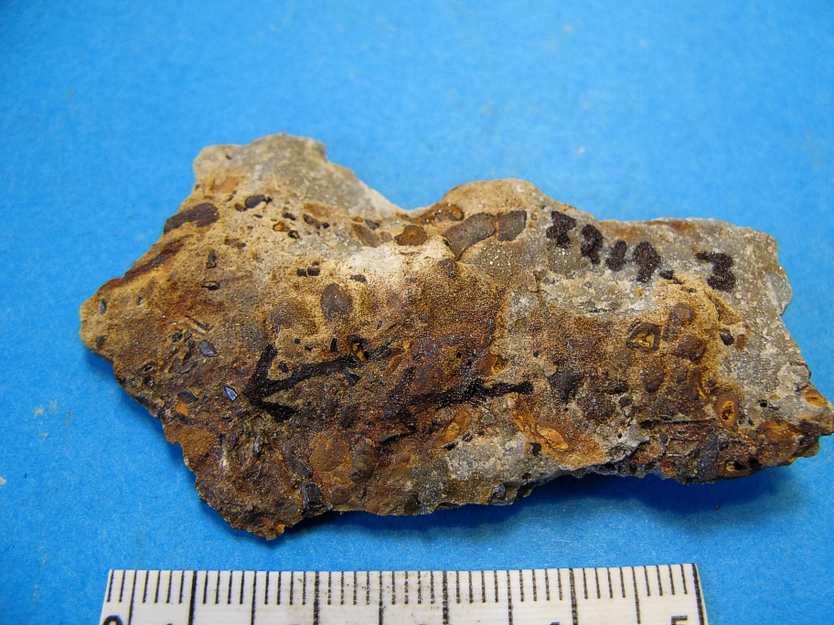 Fragment af Wealden sandsten med små fisketænder og skæl